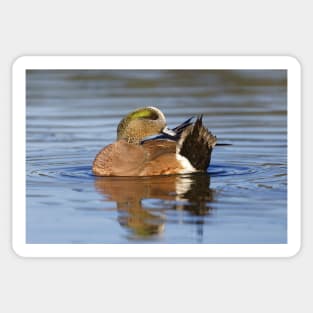 Male Wigeon Sticker